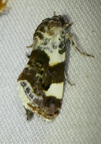 Réf. 183 512 : Acontia lucida
